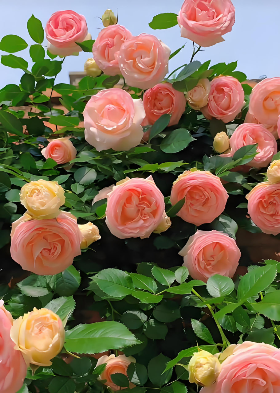 最新电影6
